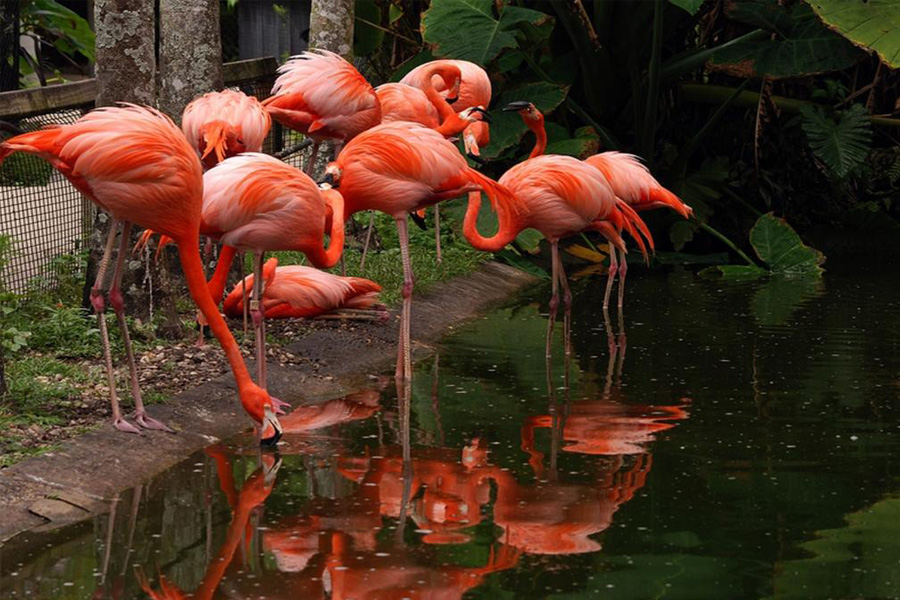flamingo gardens
